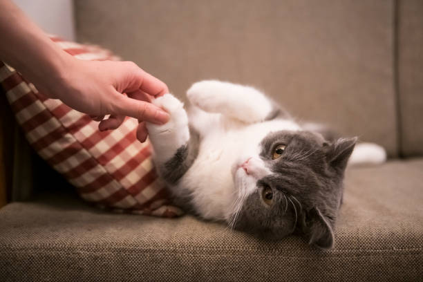 istock Cute British short-haired cat, indoor shooting 1139596032