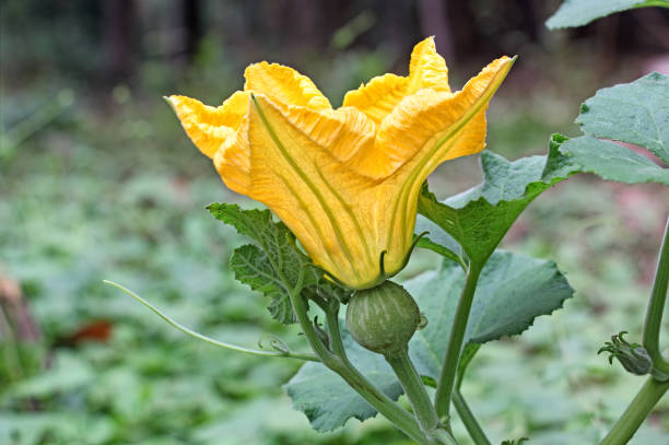 Pumpkin Female Flower on Vine Female flower of pumpkin plant showing a baby pumpkin at the base of petals from a vegetable field in Kerala, India. yellow melons field stock pictures, royalty-free photos & images