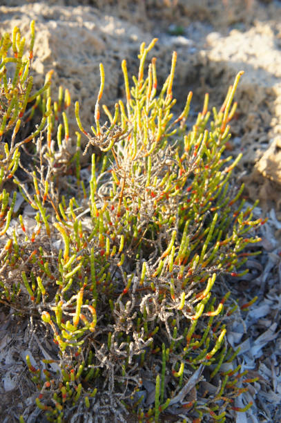 istock Salicornia pickleweed plant 1139598892