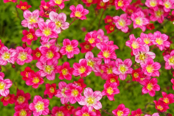 Saxifraga arendsii pink flowers background