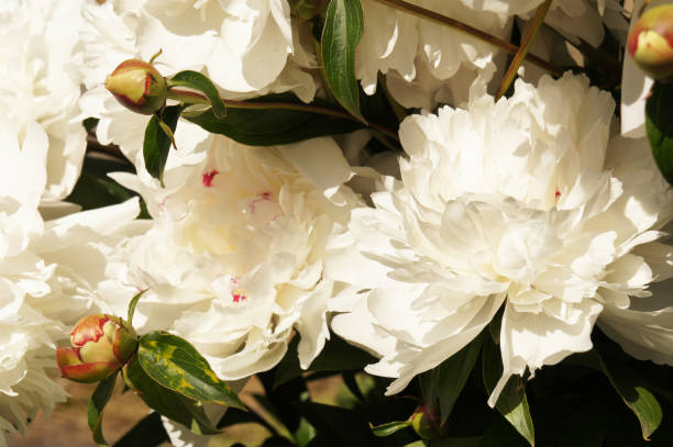 istock White peony flowers close up 1139598912