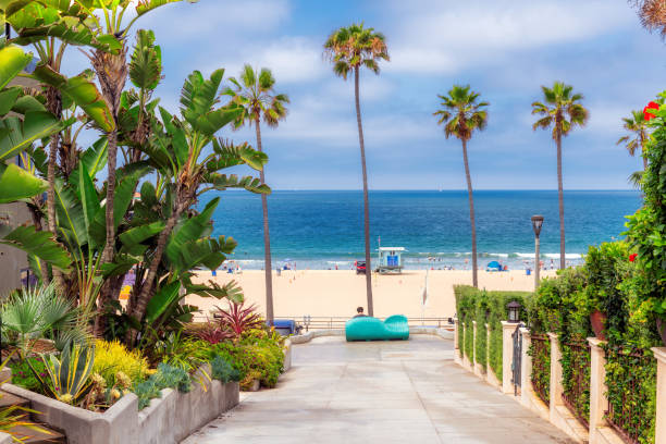 калифорнийский пляж в солнечный день - palm tree california city of los angeles venice beach стоковые фото и изображения