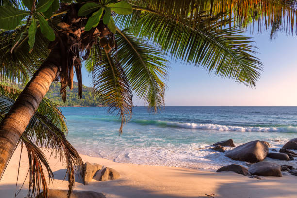 atardecer en la playa exótica en la isla tropical. - isla grande de hawai islas de hawai fotografías e imágenes de stock