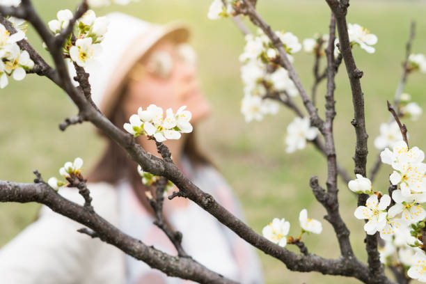 pretty woman near a blooming tree flowers, solo traveler at sunset, one young woman tourist enjoying the sunset light and the blossoming flowers, portrait, back lit, travel, exploration, adventure, tourism, outdoors, springtime, - back lit women one person spring imagens e fotografias de stock