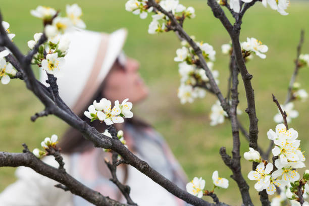 pretty woman near a blooming tree flowers, solo traveler at sunset, one young woman tourist enjoying the sunset light and the blossoming flowers, portrait, back lit, travel, exploration, adventure, tourism, outdoors, springtime, - back lit women one person spring imagens e fotografias de stock