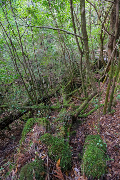 istock Forest of Yakushima Island 1139600078