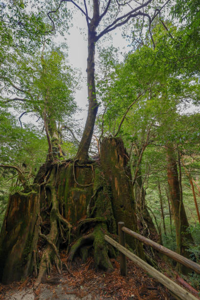 istock Forest of Yakushima Island 1139600079