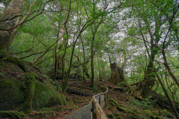 istock Forest of Yakushima Island 1139600081