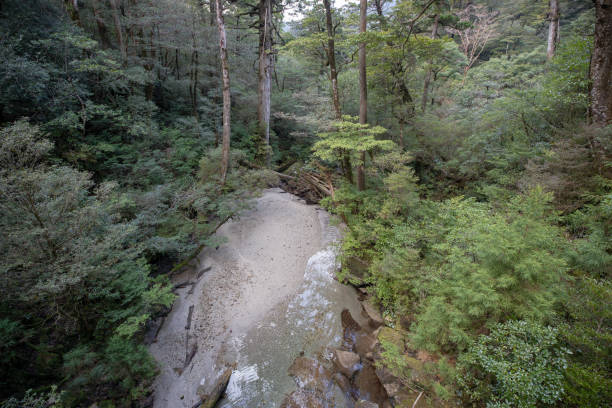 istock Forest of Yakushima Island 1139600121
