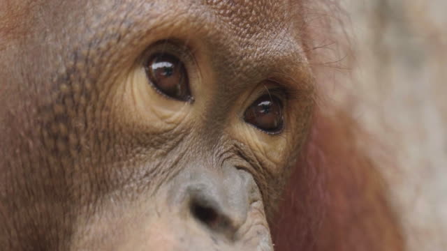 Close-up of an orangutan eating a leaf collected from a tree. The orangutan is found in its ab itat in the middle of the forest surrounded by wild nature