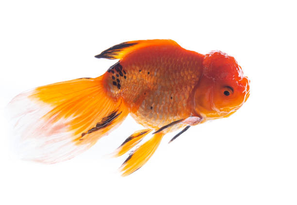 Beautiful fish on a blue background