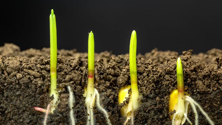 Fast growing corn, roots and leaves growing from the earth, time lapse video 4K resolution clip. One axis linear camera motion.