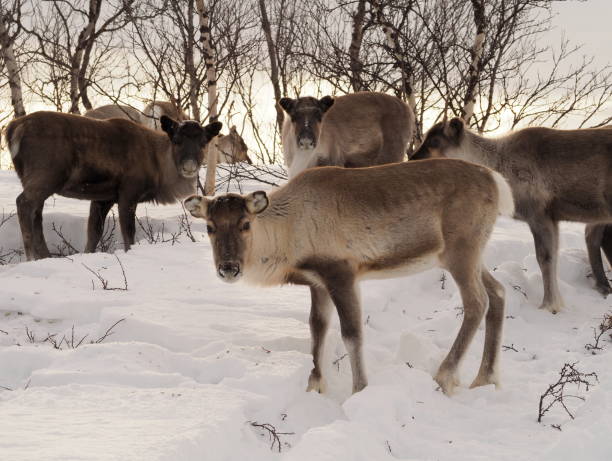 istock herd of reindeers in the snow - 04 1139602891