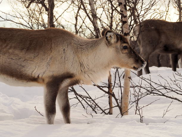 istock reindeer in the snow - 07 1139602897