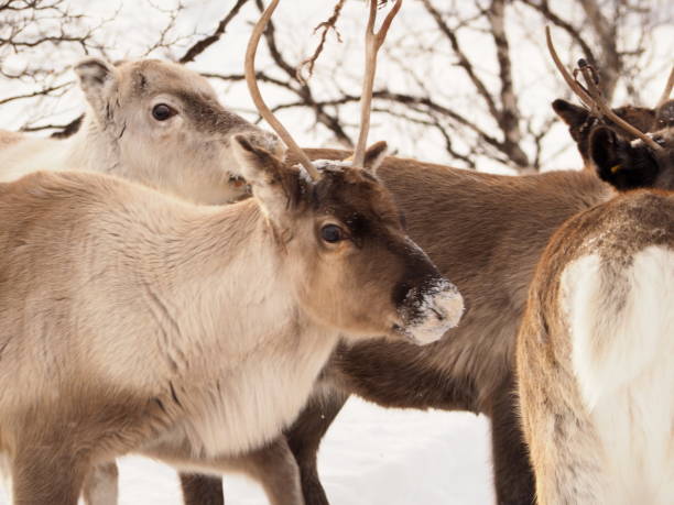 istock reindeer with snowy snout - 01 1139602900