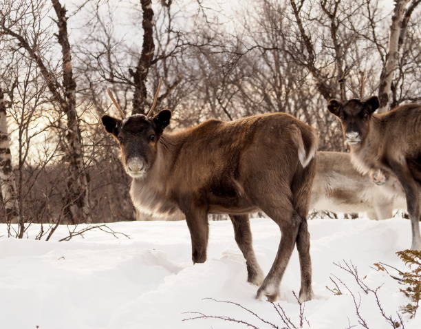 istock herd of reindeers in the snow - 06 1139602944