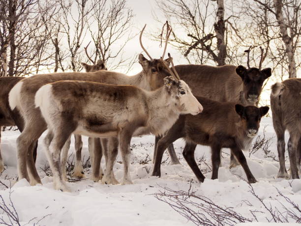 istock herd of reindeers in the snow - 02 1139602957