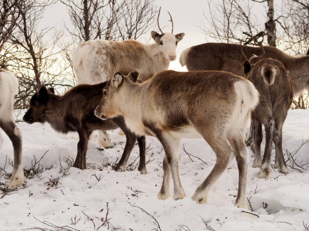 istock herd of reindeers in the snow - 05 1139602962