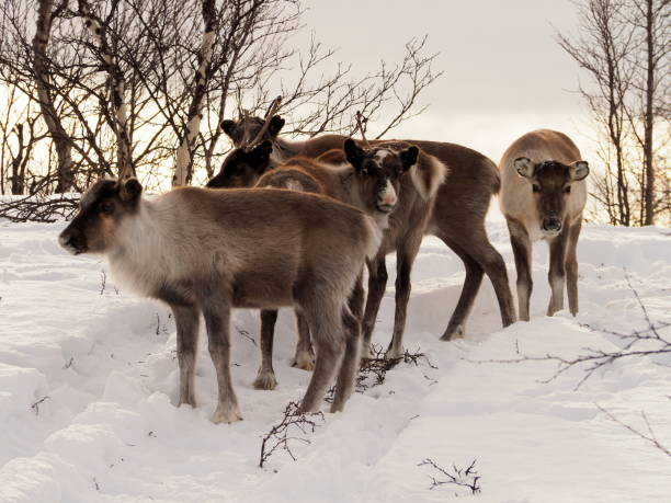 istock herd of reindeers in the snow - 03 1139602966