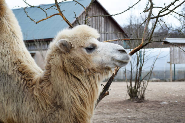 head of camel - bactrianus imagens e fotografias de stock