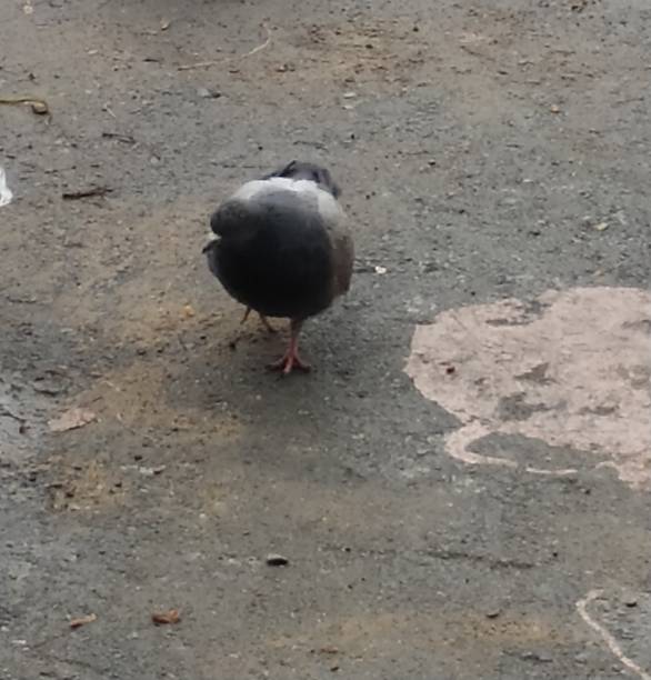 istock Dove at a snowdrift on a winter street. Close-up. 1139604703