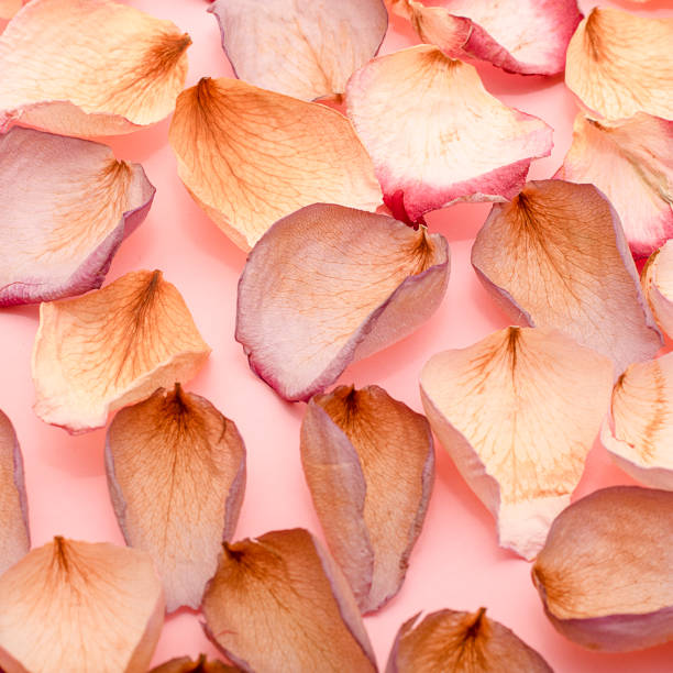 istock Rose petals on pink background 1139604858