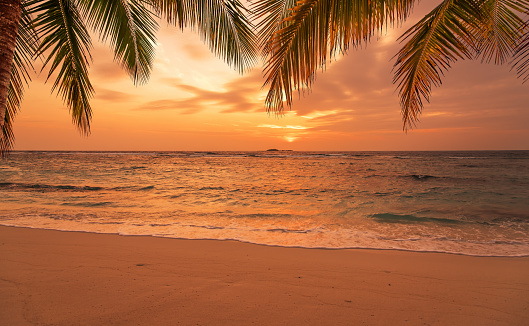 Sunset beach with palm leaves