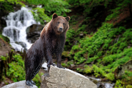 Big brown bear standing on stone on forest waterfall background