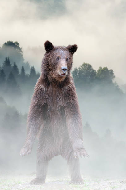 istock Brown bear in the misty fog 1139605697