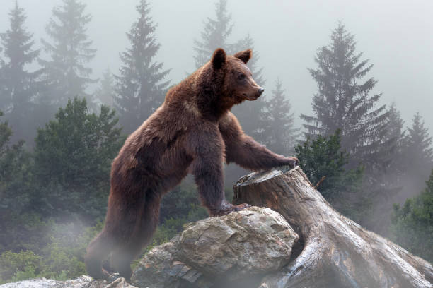 istock Brown bear in the misty fog 1139605698