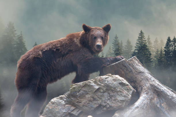 istock Brown bear in the misty fog 1139605701