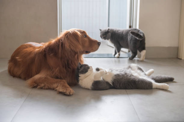 istock British short-haired cats and golden retriever dogs get along amicably 1139606902
