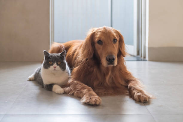 britische kurzhaarige katzen und goldhunde kommen freundschaftlich zurecht - amicably stock-fotos und bilder