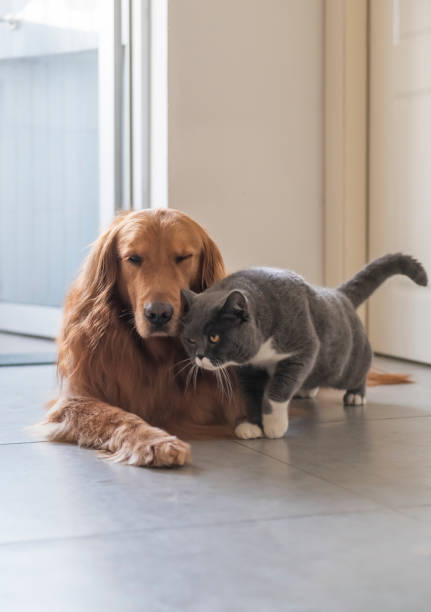 istock British short-haired cats and golden retriever dogs get along amicably 1139606911