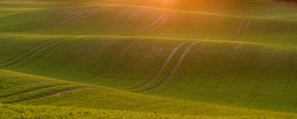istock wavy green field in the light of the setting sun 1139606957