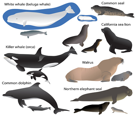 Collection of marine mammals and its cubs in colour image: california sea lion, common seal, walrus, northern elephant seal, white whale (beluga), killer whale (orca), common dolphin