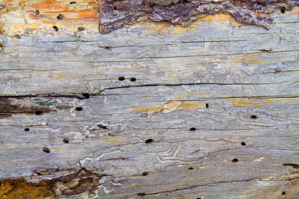 istock the background of an old tree without bark, eaten by bugs 1139607070