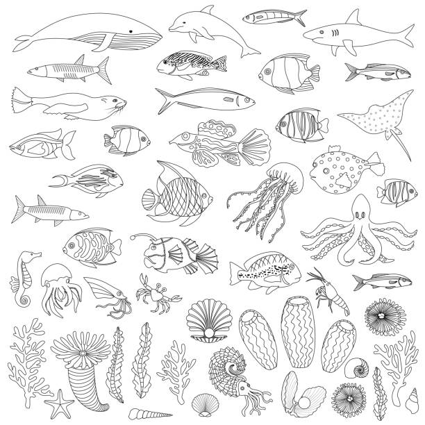 illustrazioni stock, clip art, cartoni animati e icone di tendenza di set di contorni da colorare pesci e piante marine - meal whale mammal animal