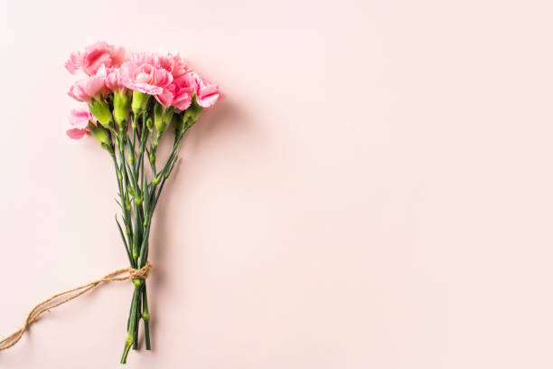 istock top view of carnation on pink background 1139609852