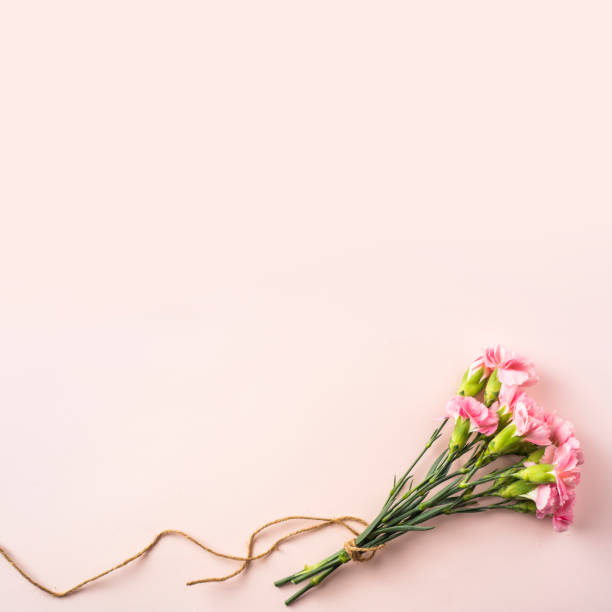 istock top view of carnation on pink background 1139609887