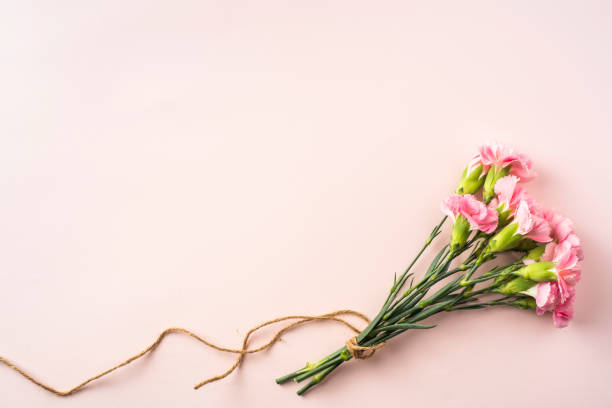 istock top view of carnation on pink background 1139609892