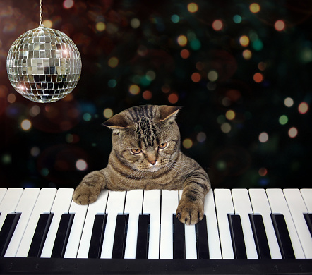 The cat musician plays the piano near the mirror ball at a nightclub. Dark background.