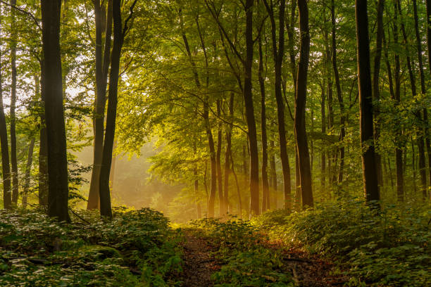 hermosa y misteriosa puesta de sol en el bosque con rayos de sol entre los árboles y muchas plantas verdes en sundern, sauerland, alemania - lane sunlight sunbeam plant fotografías e imágenes de stock