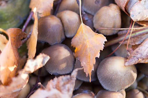 Autumn mood in the forest - A fallen tree is densely overgrown with mushrooms and moss, background blur