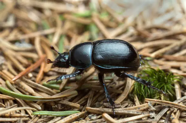 Photo of Dor beetle, Anoplotrupes stercorosus, macro photo