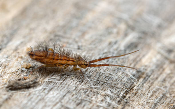 Slender springtail, Orchesella flavescens on wood Closeup of a slender springtail, Orchesella flavescens on wood. collembola stock pictures, royalty-free photos & images