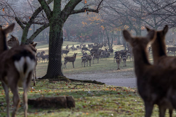 istock Deer of Nara 1139613585