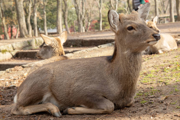 istock Deer of Nara 1139613602