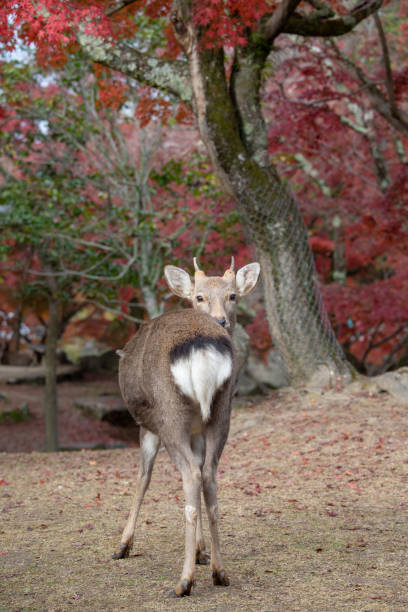 istock Deer of Nara 1139613613