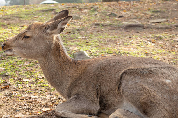 istock Deer of Nara 1139613626
